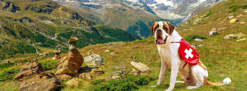 chien voyage en suisse