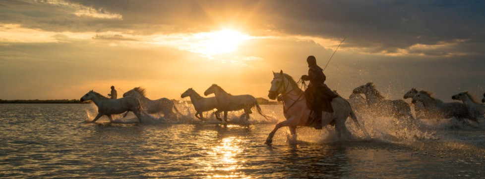 chevaux randonnée camargue