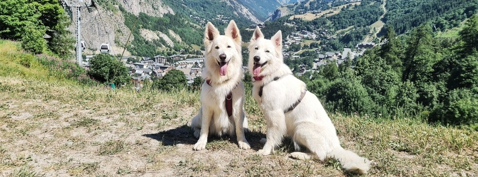 randonnée avec son chien dans les Alpes françaises