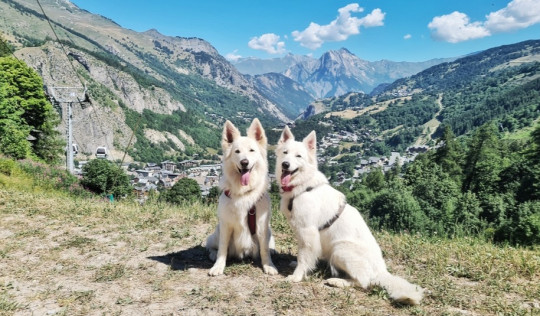 randonnée avec son chien dans les Alpes françaises