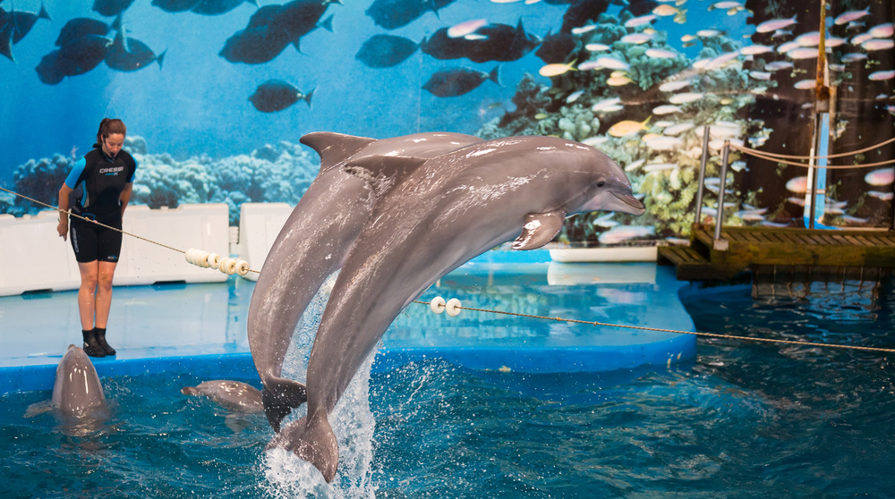 dauphins zoo barcelone