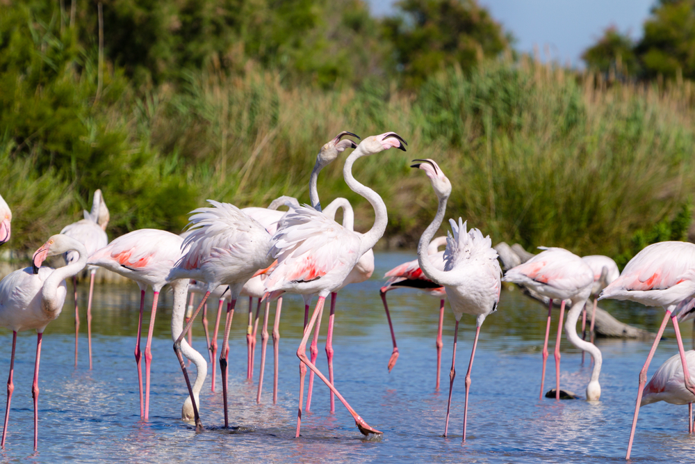 randonnée camargue : flamands roses à découvrir