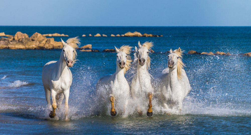 les chevaux blancs de camargue