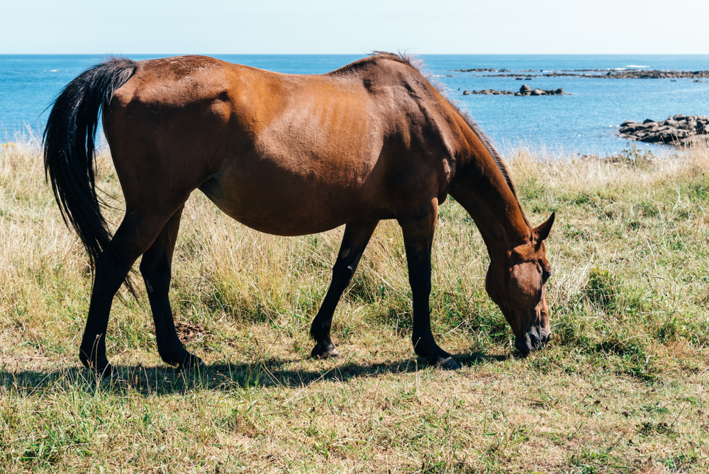 Cheval au bord de la mer sur l'île de Batz