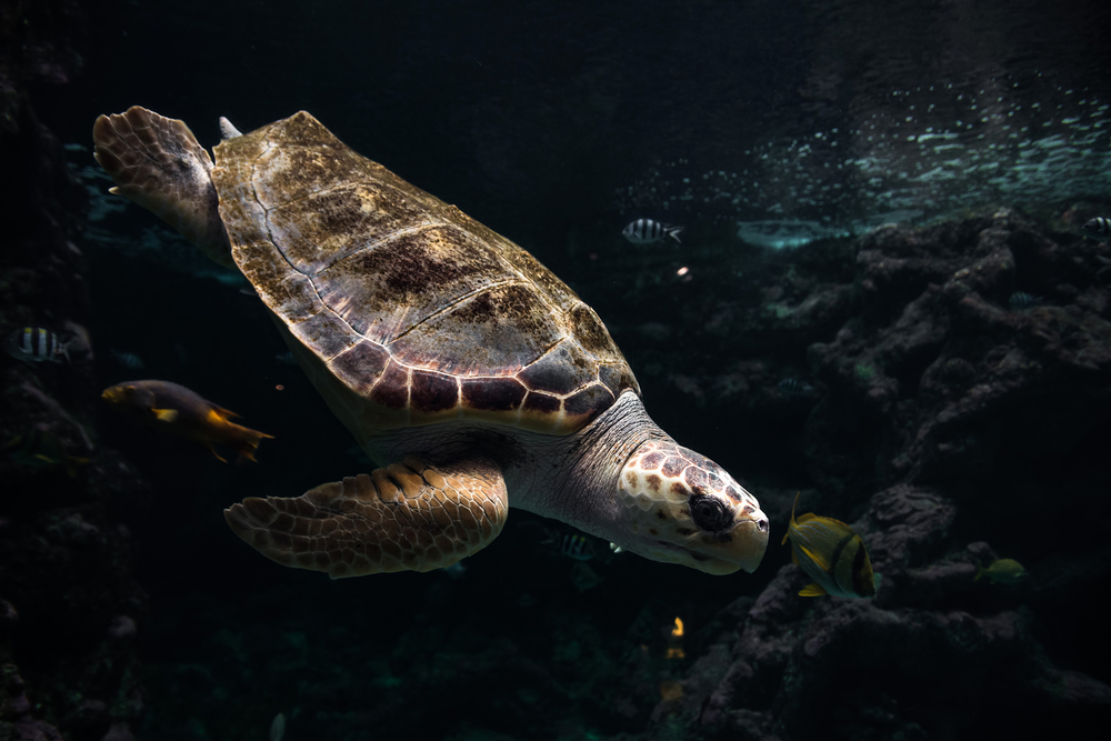 Magnifique aquarium  d'Océanopolis à visiter avec ses enfants penndants des vacances en Bretagne