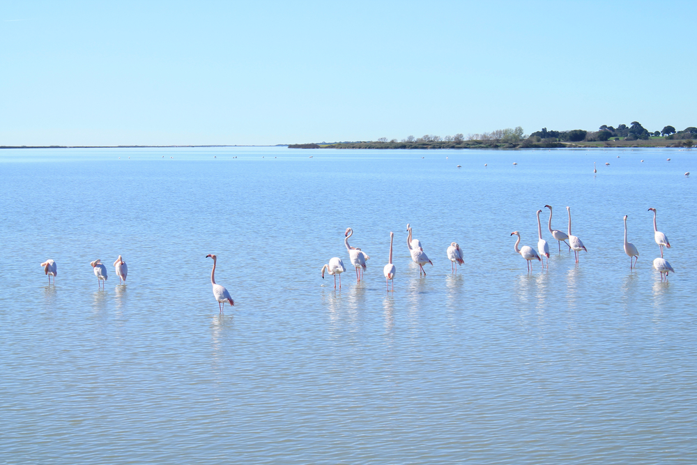 Flamants rose sur la belle plage de Maguelone