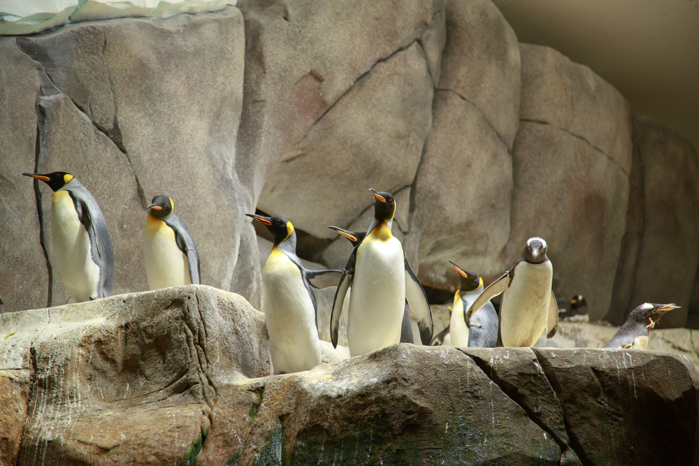 allemagne zoo hagenbeck