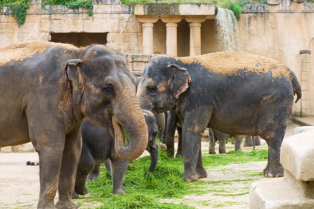 allemagne zoo hanovre