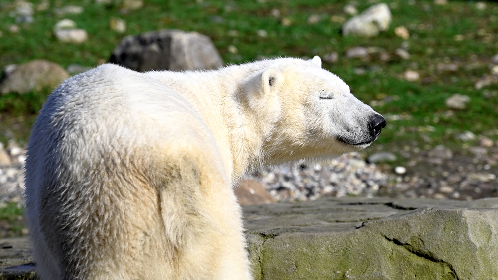 allemagne zoo rostock