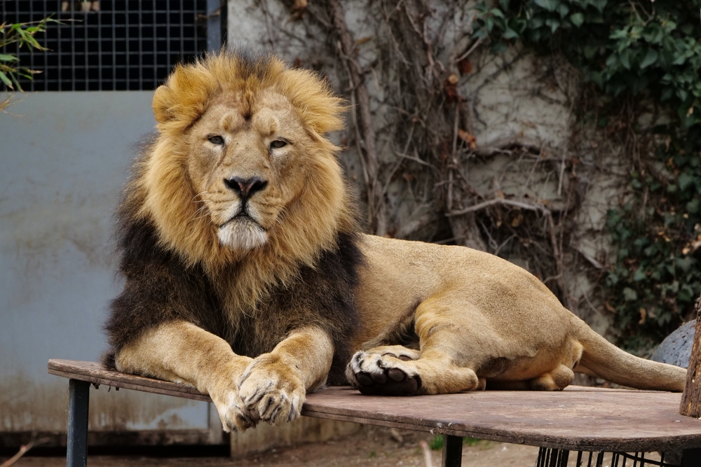 allemagne zoo wilhelma