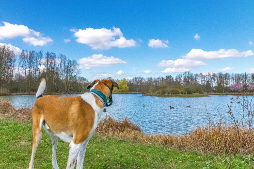 Balade avec son chien le long d'un lac en Val de Loire