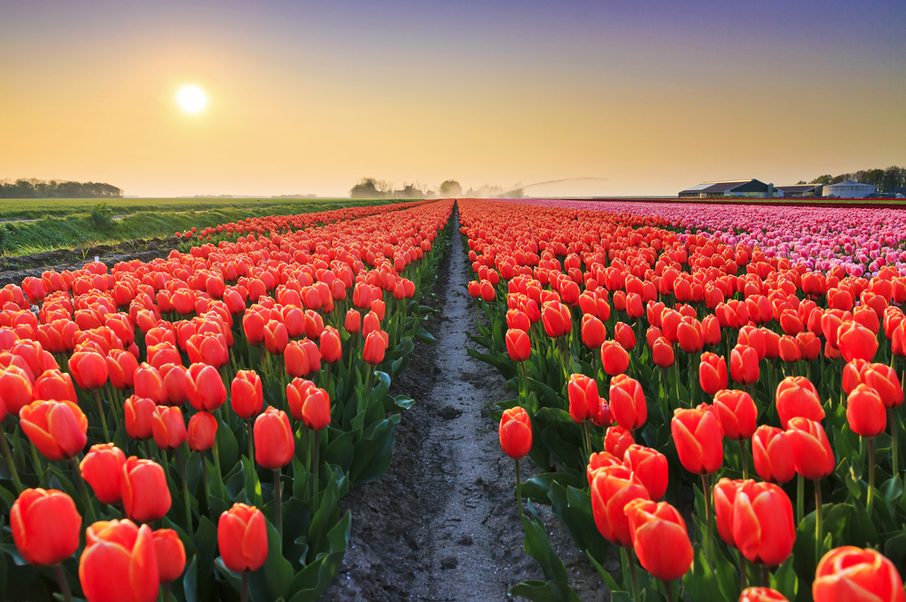 piste cyclable pays bas : flevoland et tulipe