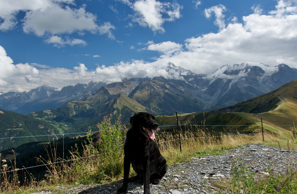 randonnée chien alpes françaises : devant le Mont Blanc