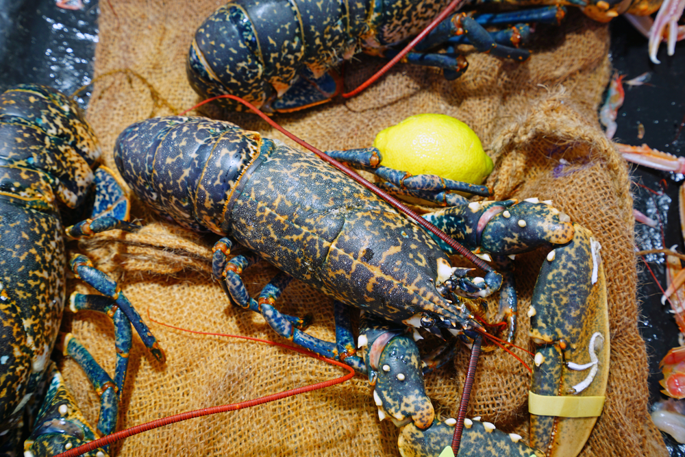 spécialité bretonne : le homard bleu