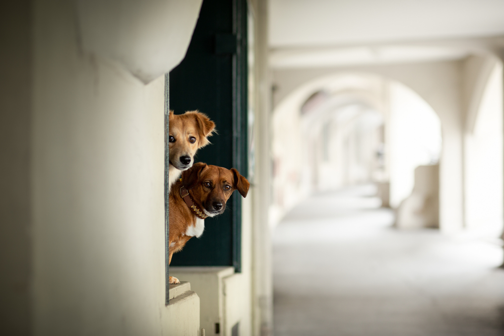 avec votre chien dans les beaux bâtiments et l'architecture de la Suisse