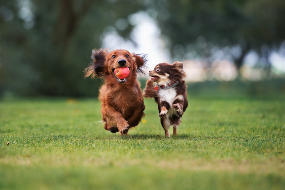 vacances en suisse avec son chien : le parc