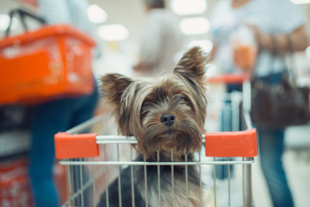 Faire ses courses avec son chien