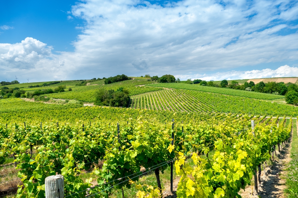 Vignobles près de Harxheim en Hesse Rhénane